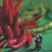 Chilli Firefighters Greeting Card