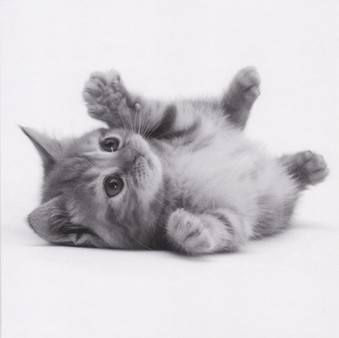 Talk To The Paw - Kitten Greeting Card