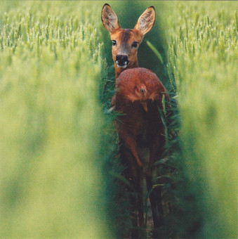 Wild Spirit female Roe Deer Card