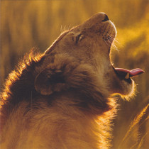 Wild Spirit African Lion Card