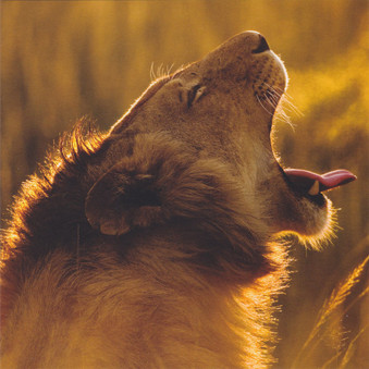 Wild Spirit African Lion Card