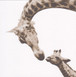 WWF - Giraffe Card