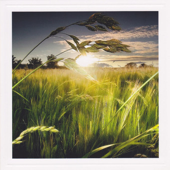 Grass Sunset photography Card