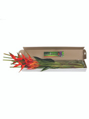 Mixed Tropical Box - 3 (shipping included)