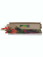 Mixed Tropical Box - 4 (shipping included)