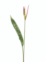 Heliconia Psittacorum Sassy - 10 stem bunch