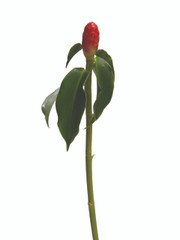 Costus Baby French Kiss