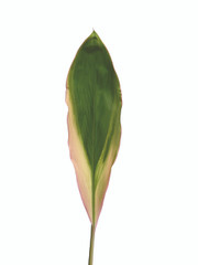 Cordyline Green Stripe - 10 stem bunch