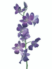 Dendrobium Genting Blue - 5 stem bunch