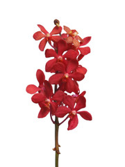 Mokara Hot Red - 5 stem bunch