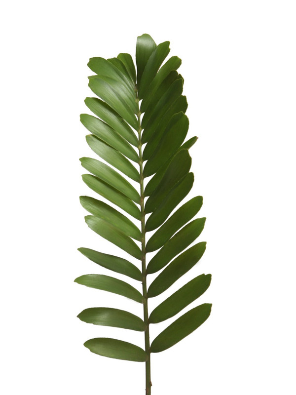 Zamia Cycad Frond - Tropical Blooms