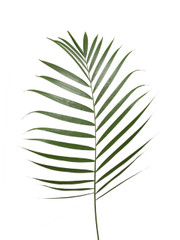 Palm Frond - 3 stem bunch