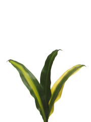 Draceana Fragrans Happy Plant - 10 stem bunch