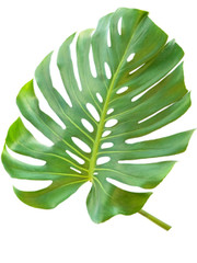 Monstera Deliciosa Small (5 x stem bunch)