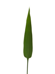 Sampan Leaf "Spears" - 10 stem bunch
