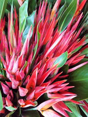 Heliconia Pssitacorums