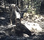 Tag-Out Mineral Supplement for Whitetail Deer