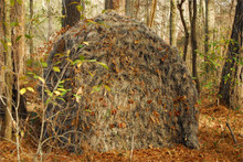 Mossy Tent