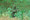 Mossy Oak Obsession NWTF Pattern