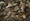 Leaves Closeup