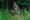Woodline
