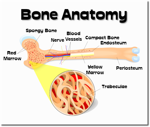 The Anatomy of Bone