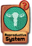 -button-reproductivesystem-v3.png