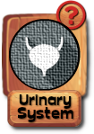 -button-urinarysystem-v03.png