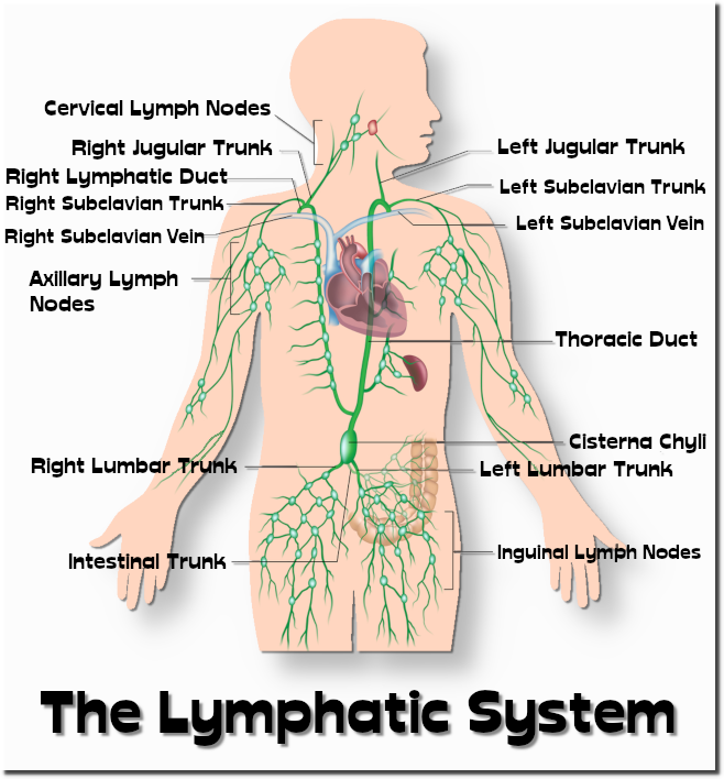 -lymphaticsystem001.png
