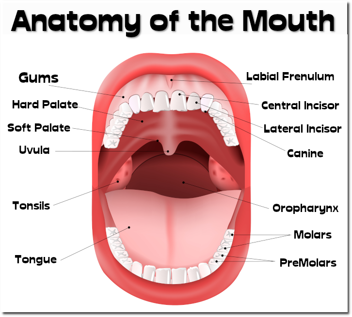 Anatomy of the Mouth - everythingherbs