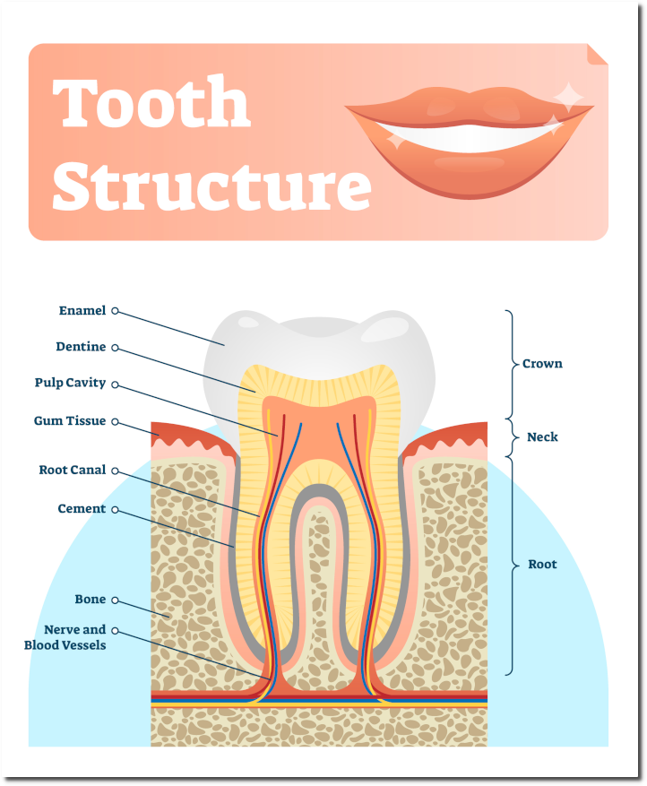 mouth teeth diagram