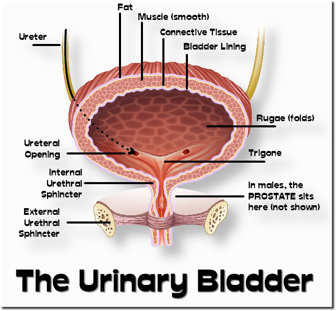 bladder001.png