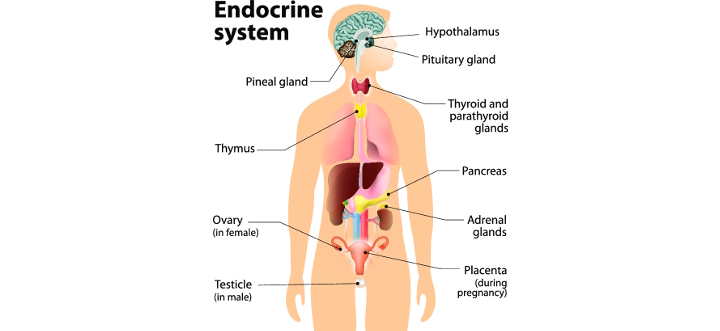 endocrinesystem2.jpg
