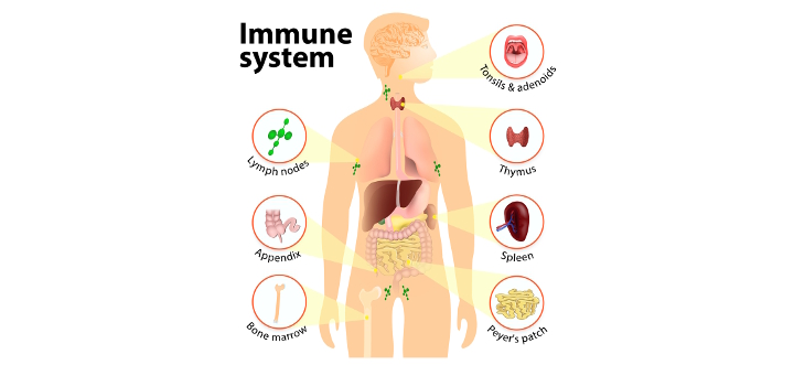 immunesystem.jpg