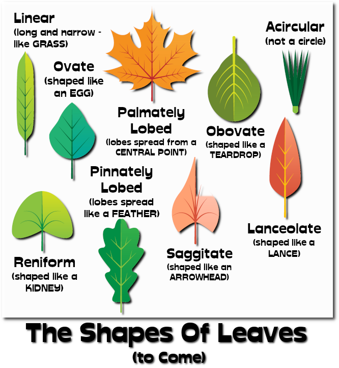 leaf shapes and names