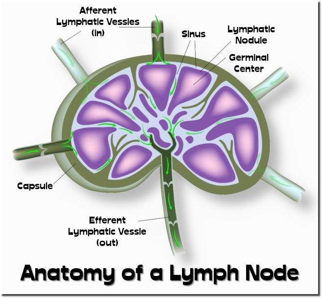 Anatomy of a Lymph Node
