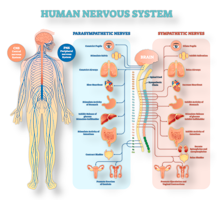 nervoussystem-topbanner001.png