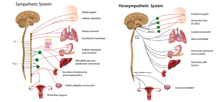 nervoussystem.jpg