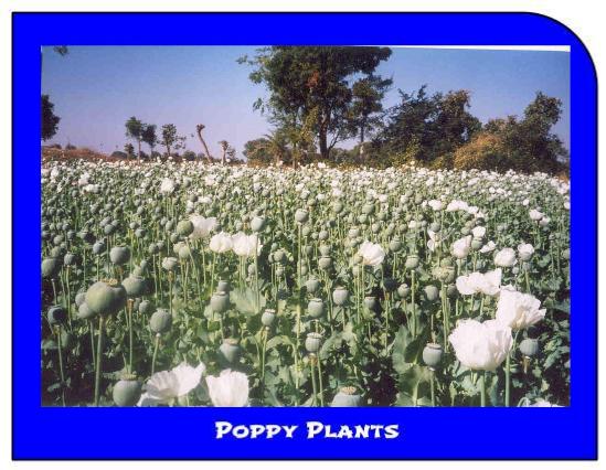 picpoppyplants2.jpg