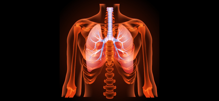 respiratorysystem.jpg