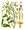 By Franz Eugen Köhler, Köhler's Medizinal-Pflanzen - List of Koehler Images, Public Domain, https://commons.wikimedia.org/w/index.php?curid=255568