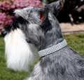 Tiffi Blue Giltmore 4-Row Swarovski Crystal Ultrasuede 1/2" Dog Collar