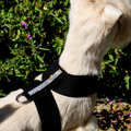 Size M Black Giltmore 3 Row Swarovski Crystal Ultrasuede Tinkie Harness