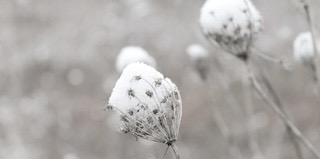 Queen Anne snow capied