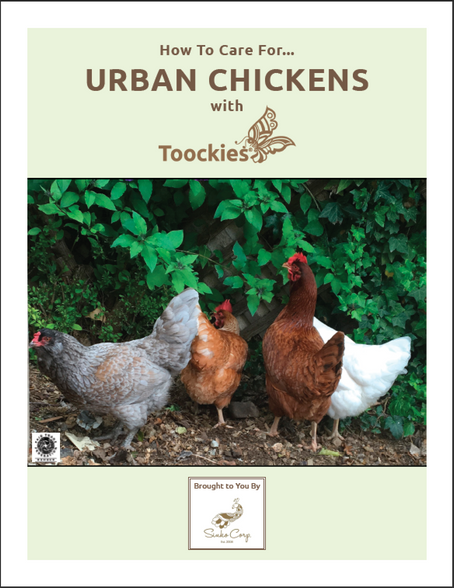 Toockies scrub cloths as multi functioning scrubbers are wonderful for the care and up keep of the food and water dispensers in your Urban Chicken Coop.  This booklet gives you basic information on "how to" care for chickens in an urban location with the aid of our scrubbers.  Enjoy!
