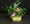 Ceramic planter with a mix of tropical and flowering plants.