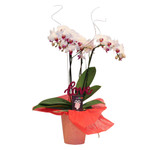 Valentine's Orchid Plant