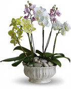 Regal Orchids Planter