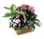 Tropical Basket in Pink  #SHc32-2961 