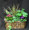 A lasting gift, of tropical plants, and flowering plants. We use fresh plants daily.